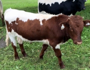 Qualitätsfleisch aus Mieming – Christian Maurer züchtet Pinzgauer Mutterkühe