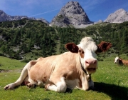 Qualitätsfleisch aus Mieming – Christian Maurer züchtet Pinzgauer Mutterkühe