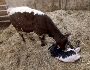 Qualitätsfleisch aus Mieming – Christian Maurer züchtet Pinzgauer Mutterkühe