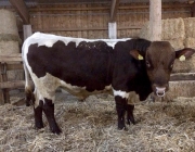 Qualitätsfleisch aus Mieming – Christian Maurer züchtet Pinzgauer Mutterkühe