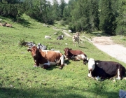 Qualitätsfleisch aus Mieming – Christian Maurer züchtet Pinzgauer Mutterkühe