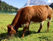Qualitätsfleisch aus Mieming – Christian Maurer züchtet Pinzgauer Mutterkühe