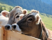 „Dorffest“ auf der Mieminger Hochfeldern Alm