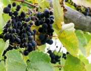 Erntedankfest 2015 in Barwies
