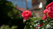 DSC02237