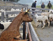 Frühjahrs-Schafbad Fiecht 2013 – „Was danach kommt, ist die Alm“