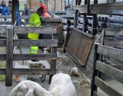 Frühjahrs-Schafbad Fiecht 2013 – „Was danach kommt, ist die Alm“