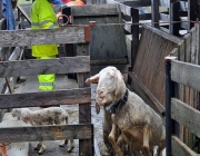 Frühjahrs-Schafbad Fiecht 2013 – „Was danach kommt, ist die Alm“