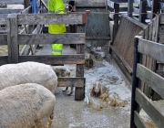 Frühjahrs-Schafbad Fiecht 2013 – „Was danach kommt, ist die Alm“