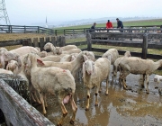 Frühjahrs-Schafbad Fiecht 2013 – „Was danach kommt, ist die Alm“