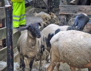 Frühjahrs-Schafbad Fiecht 2013 – „Was danach kommt, ist die Alm“