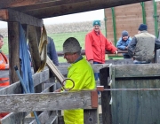 Frühjahrs-Schafbad Fiecht 2013 – „Was danach kommt, ist die Alm“