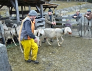 Frühjahrs-Schafbad Fiecht 2013 – „Was danach kommt, ist die Alm“