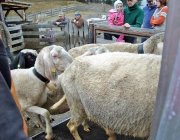 Frühjahrs-Schafbad Fiecht 2013 – „Was danach kommt, ist die Alm“