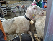 Frühjahrs-Schafbad Fiecht 2013 – „Was danach kommt, ist die Alm“
