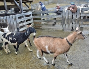 Frühjahrs-Schafbad Fiecht 2013 – „Was danach kommt, ist die Alm“