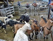 Frühjahrs-Schafbad Fiecht 2013 – „Was danach kommt, ist die Alm“