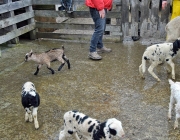 Frühjahrs-Schafbad Fiecht 2013 – „Was danach kommt, ist die Alm“