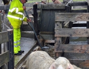 Frühjahrs-Schafbad Fiecht 2013 – „Was danach kommt, ist die Alm“