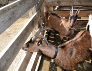 Frühjahrs-Schafbad Fiecht 2013 – „Was danach kommt, ist die Alm“