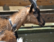 Frühjahrs-Schafbad Fiecht 2013 – „Was danach kommt, ist die Alm“