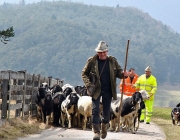 Frühjahrs-Schafbad Fiecht 2013 – „Was danach kommt, ist die Alm“