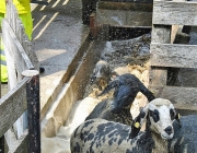 Frühjahrs-Schafbad Fiecht 2013 – „Was danach kommt, ist die Alm“
