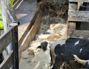 Frühjahrs-Schafbad Fiecht 2013 – „Was danach kommt, ist die Alm“