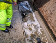 Frühjahrs-Schafbad Fiecht 2013 – „Was danach kommt, ist die Alm“