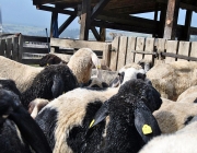 Frühjahrs-Schafbad Fiecht 2013 – „Was danach kommt, ist die Alm“