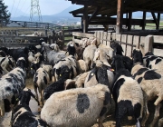 Frühjahrs-Schafbad Fiecht 2013 – „Was danach kommt, ist die Alm“