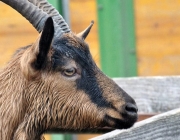 Frühjahrs-Schafbad Fiecht 2013 – „Was danach kommt, ist die Alm“