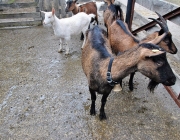 Frühjahrs-Schafbad Fiecht 2013 – „Was danach kommt, ist die Alm“