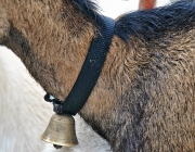 Frühjahrs-Schafbad Fiecht 2013 – „Was danach kommt, ist die Alm“