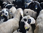 Frühjahrs-Schafbad Fiecht 2013 – „Was danach kommt, ist die Alm“