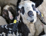 Frühjahrs-Schafbad Fiecht 2013 – „Was danach kommt, ist die Alm“