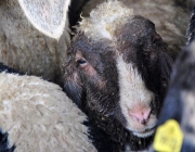 Frühjahrs-Schafbad Fiecht 2013 – „Was danach kommt, ist die Alm“