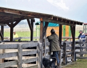 Frühjahrs-Schafbad Fiecht 2013 – „Was danach kommt, ist die Alm“