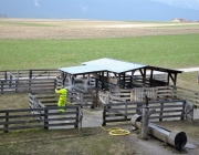 Frühjahrs-Schafbad Fiecht 2013 – „Was danach kommt, ist die Alm“