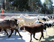 fruehjahrsschafbad_untermieming-fiecht_08.04.2017_057