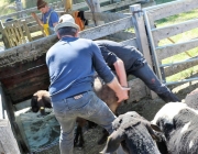 fruehjahrsschafbad_untermieming-fiecht_08.04.2017_075