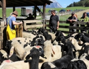 fruehjahrsschafbad_untermieming-fiecht_08.04.2017_104