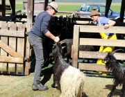 fruehjahrsschafbad_untermieming-fiecht_08.04.2017_132