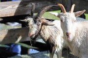 Frühjahrsschafbad 2018 in Fiecht – Mit Ehrungen für zwei verdiente Schafer