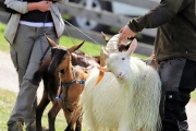 Frühjahrsschafbad 2018 in Fiecht – Mit Ehrungen für zwei verdiente Schafer