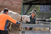 Frühjahrsschafbad 2018 in Fiecht – Mit Ehrungen für zwei verdiente Schafer