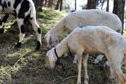 Frühjahrsschafbad 2018 in Fiecht – Mit Ehrungen für zwei verdiente Schafer
