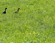 Frühlingserleben in Untermieming