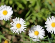 Frühlingserleben in Untermieming