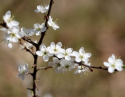Frühlingserleben in Untermieming